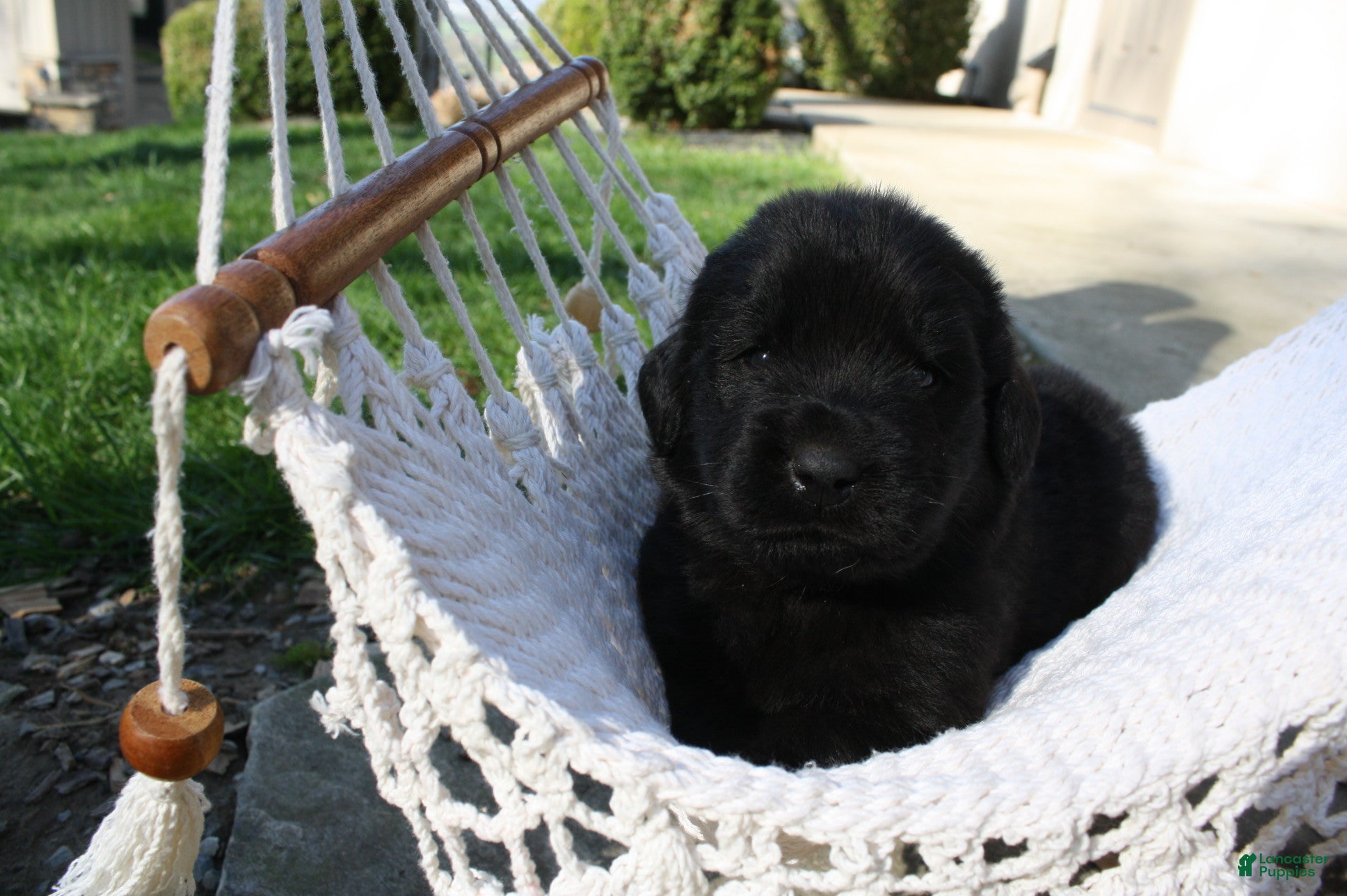 Newfoundland dogs Diesel  - Ad 1