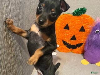 Miniature Pinscher dogs - Ad 29