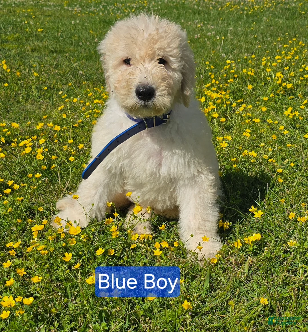 Komondor dogs for sale: Komondor blue - Ad 1