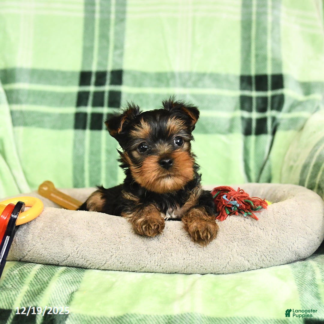 Yorkshire Terrier dogs for sale: Duncan - Ad 3