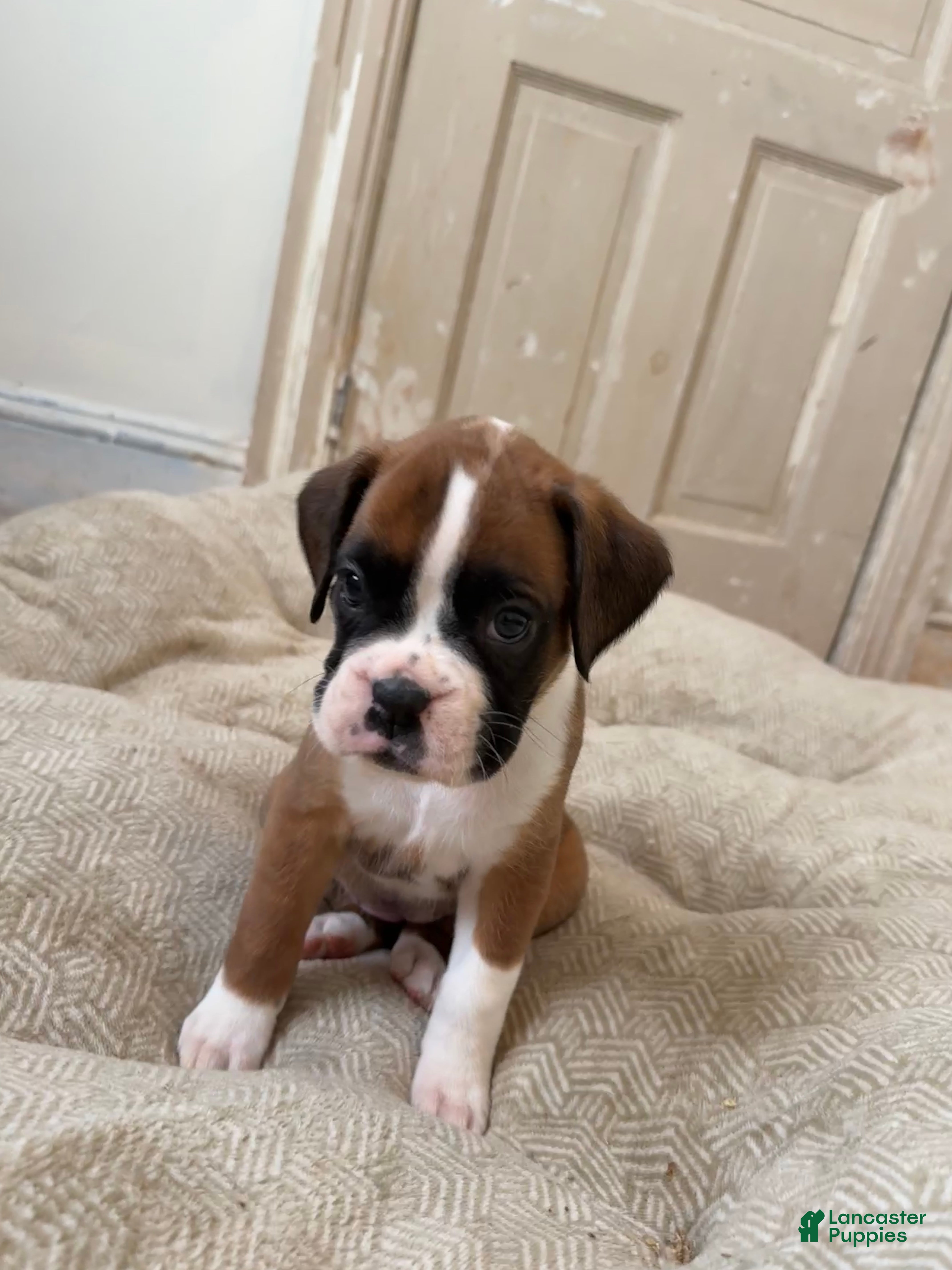 Boxer dogs Prada - Ad 1