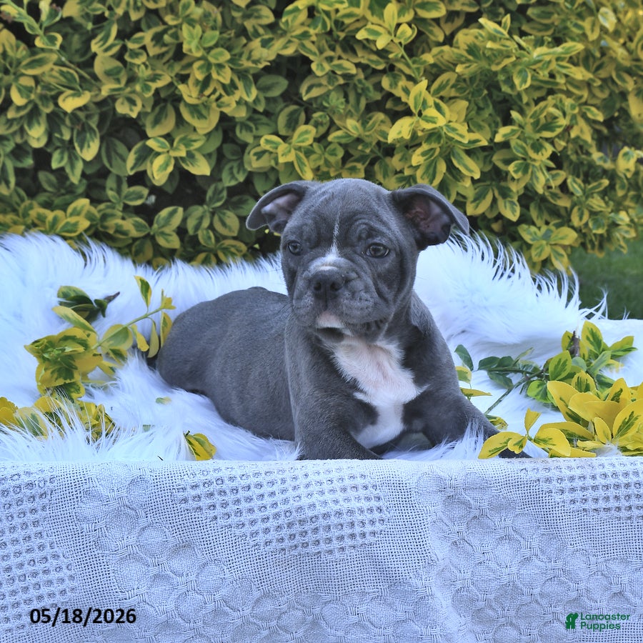 Frenchton dogs Rufus - Ad 2