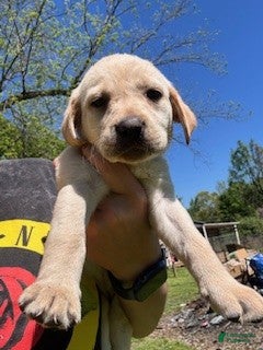 Labrador Retriever dogs Grey Collar Female - Ad 40