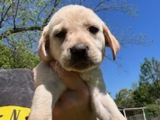 Labrador Retriever dogs Grey Collar Female - Ad 39