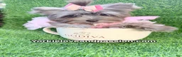 Yorkshire Terrier dogs for sale: Small black Merle female  - Ad 13