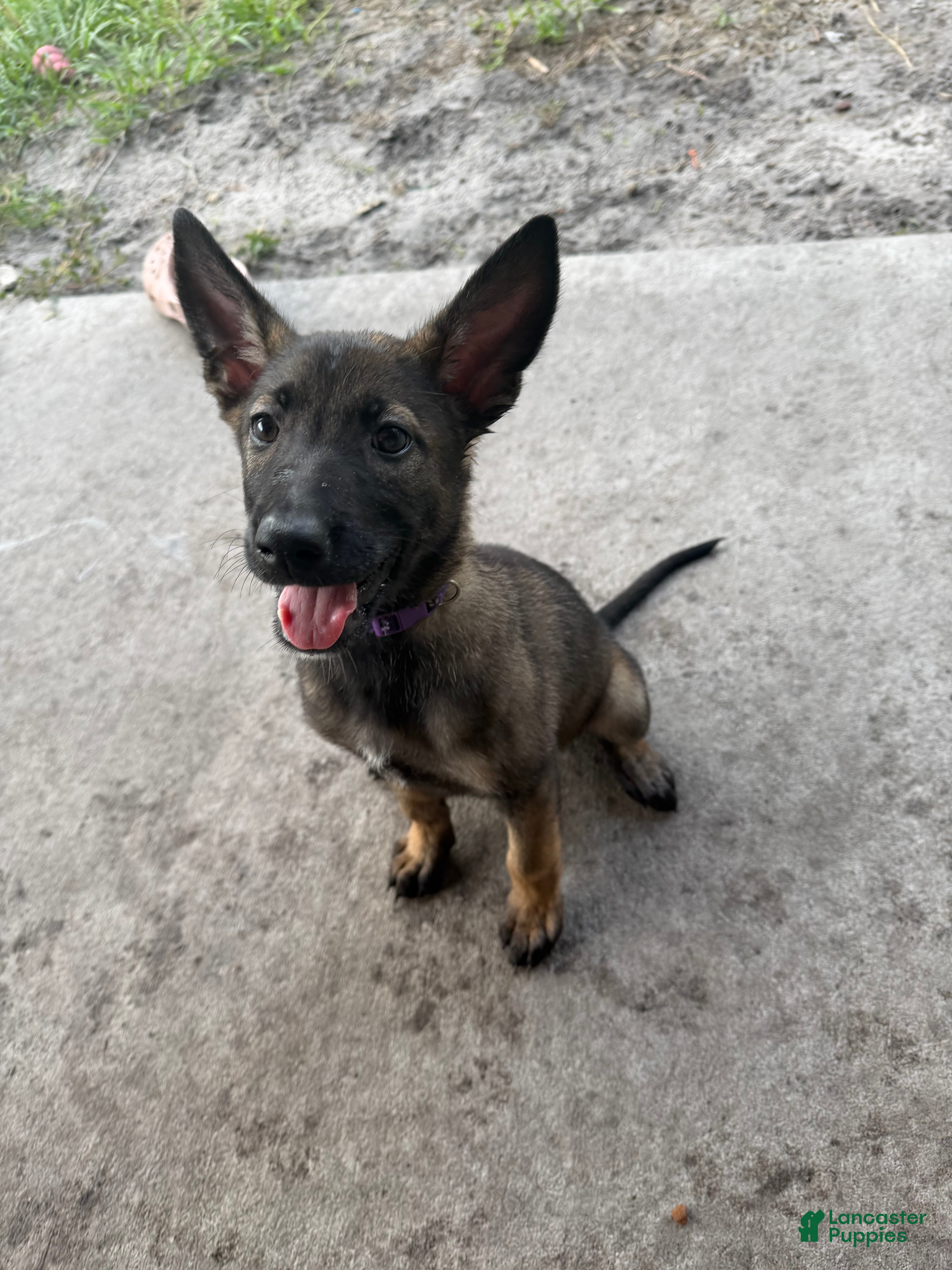 Belgian Malinois dogs for sale: Porsche - Ad 2