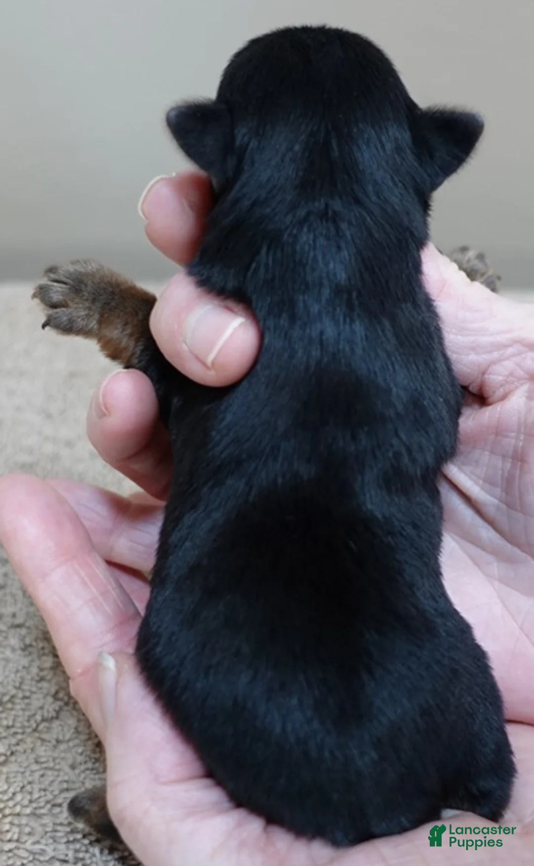 Yorkshire Terrier dogs for sale: Fern  - Ad 10