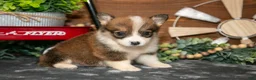 Welsh Corgi Pembroke dogs for sale: Belle - Ad 3
