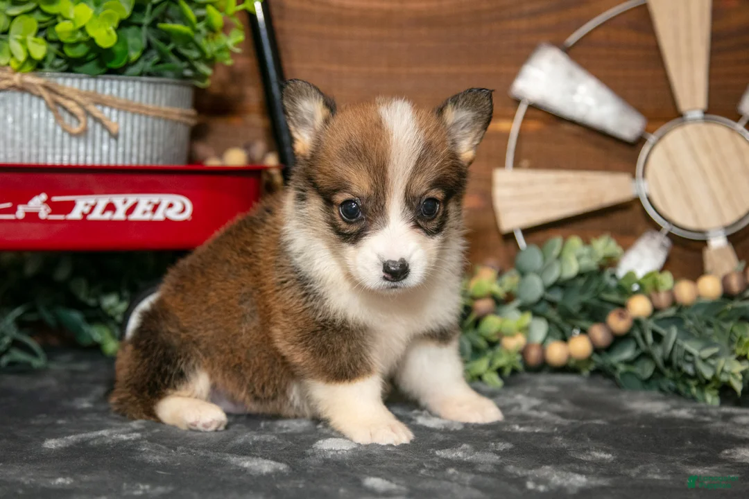 Welsh Corgi Pembroke dogs for sale: Belle - Ad 3