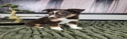 Miniature Australian Shepherd dogs for sale: Sandy - Ad 6