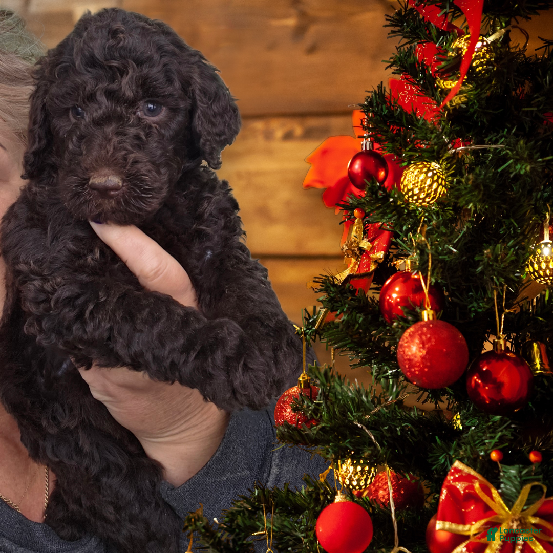 Standard Poodle dogs Standard Poodle Puppy 1 - Ad 21