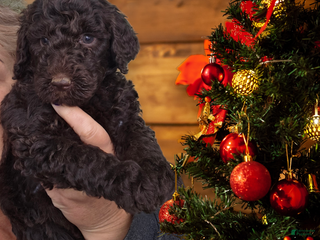 Standard Poodle dogs Standard Poodle Puppy 1 - Ad 18
