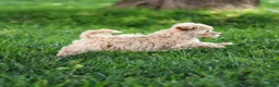 Maltipoo dogs for sale: Nacho Maltipoo Puppy  - Ad 4