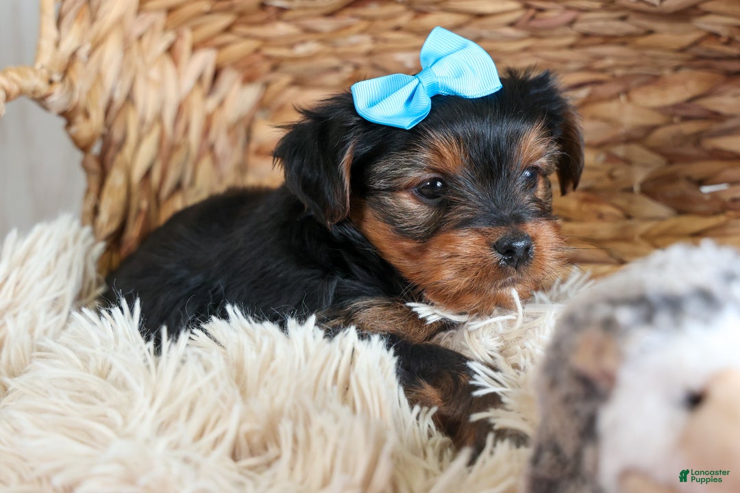 Yorkshire Terrier dogs for sale: CHARLIE - Ad 2