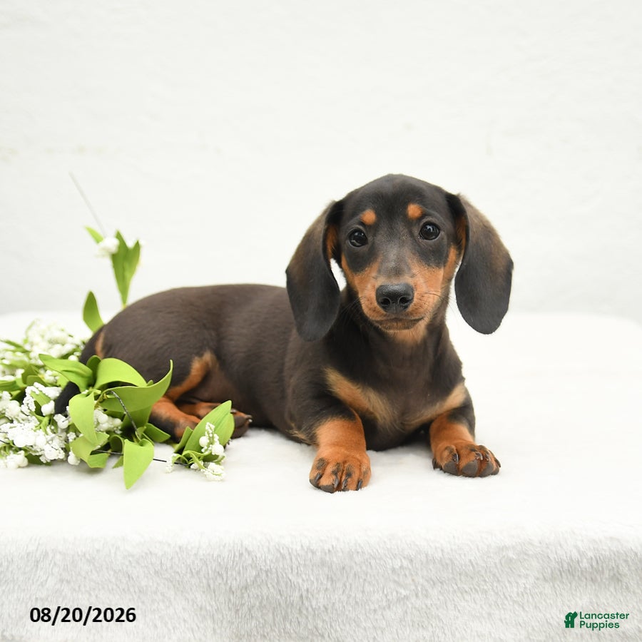 Miniature Dachshund dogs Charlie Ray - Ad 2