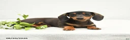 Miniature Dachshund dogs for sale: Charlie Ray - Ad 2