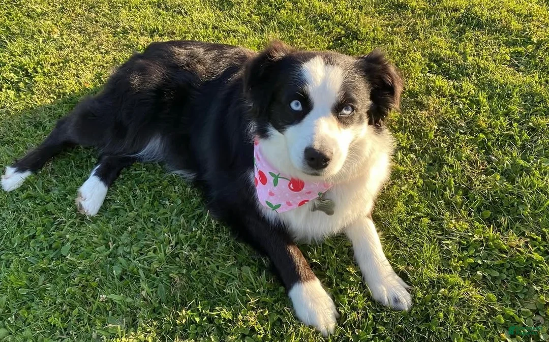 Australian Shepherd dogs for sale: Chai - Ad 2