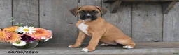 Boxer dogs for sale: Dori - Ad 3