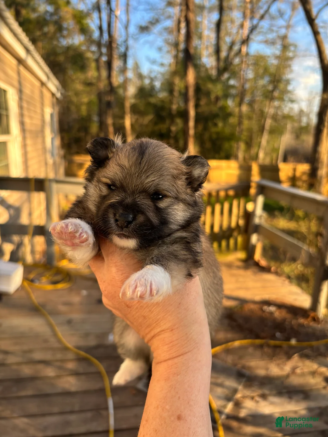 Pomeranian dogs for sale: Pomeranian Puppy 1 - Ad 2