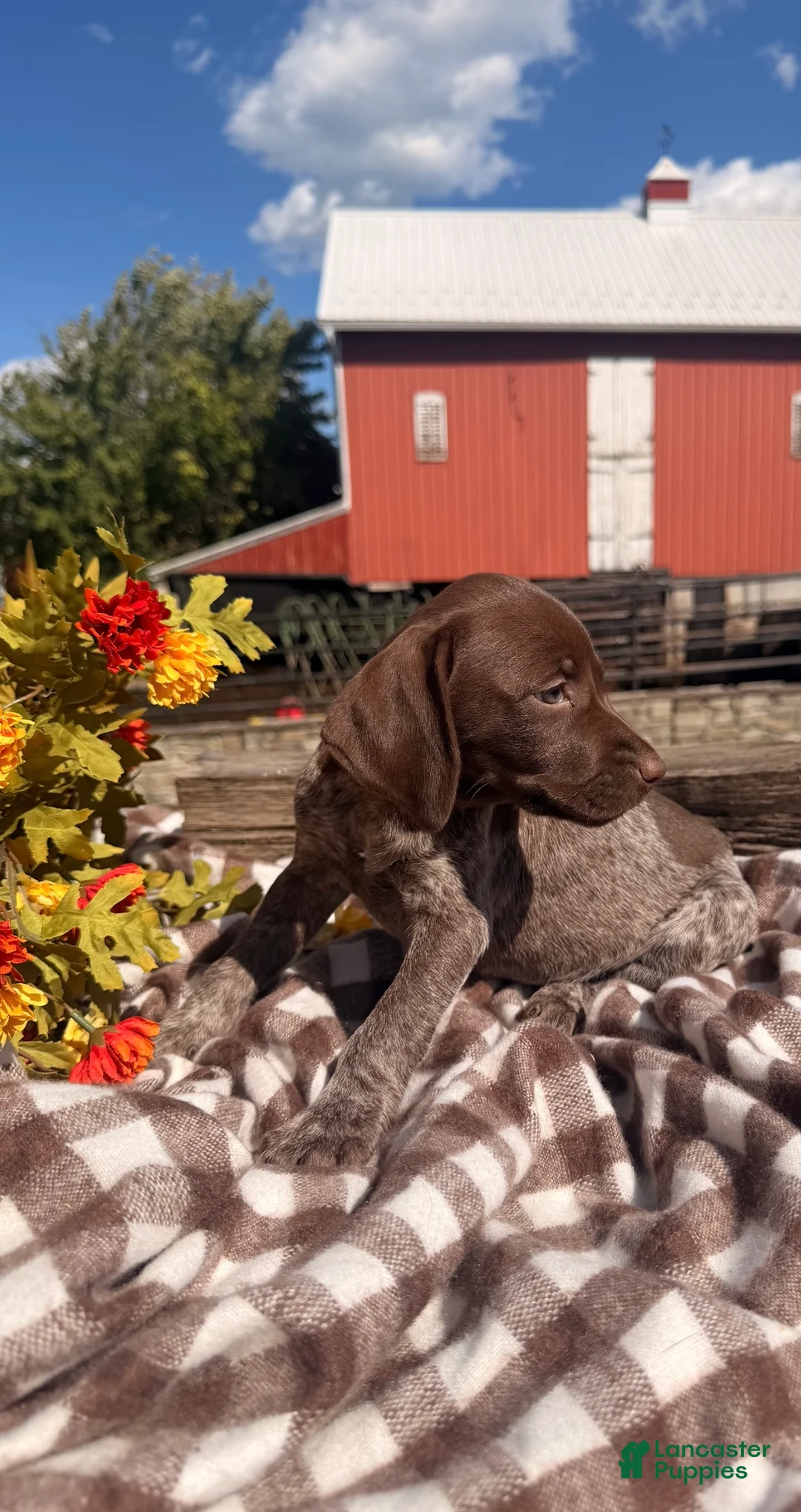 German Shorthaired Pointer dogs for sale: Birdie  - Ad 1