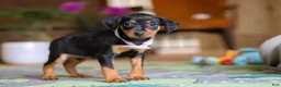 Miniature Pinscher dogs for sale: Lily - Ad 6