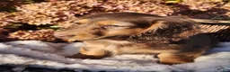 Miniature Dachshund dogs for sale: Dolly - Ad 21