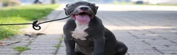 American Bully dogs for sale: Venus - Ad 17