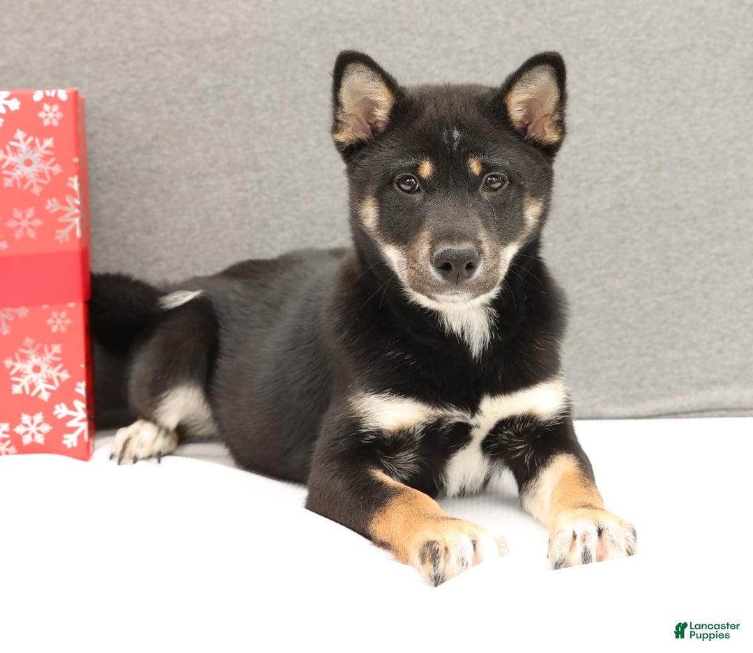 Shiba Inu dogs for sale: Ender - Ad 4