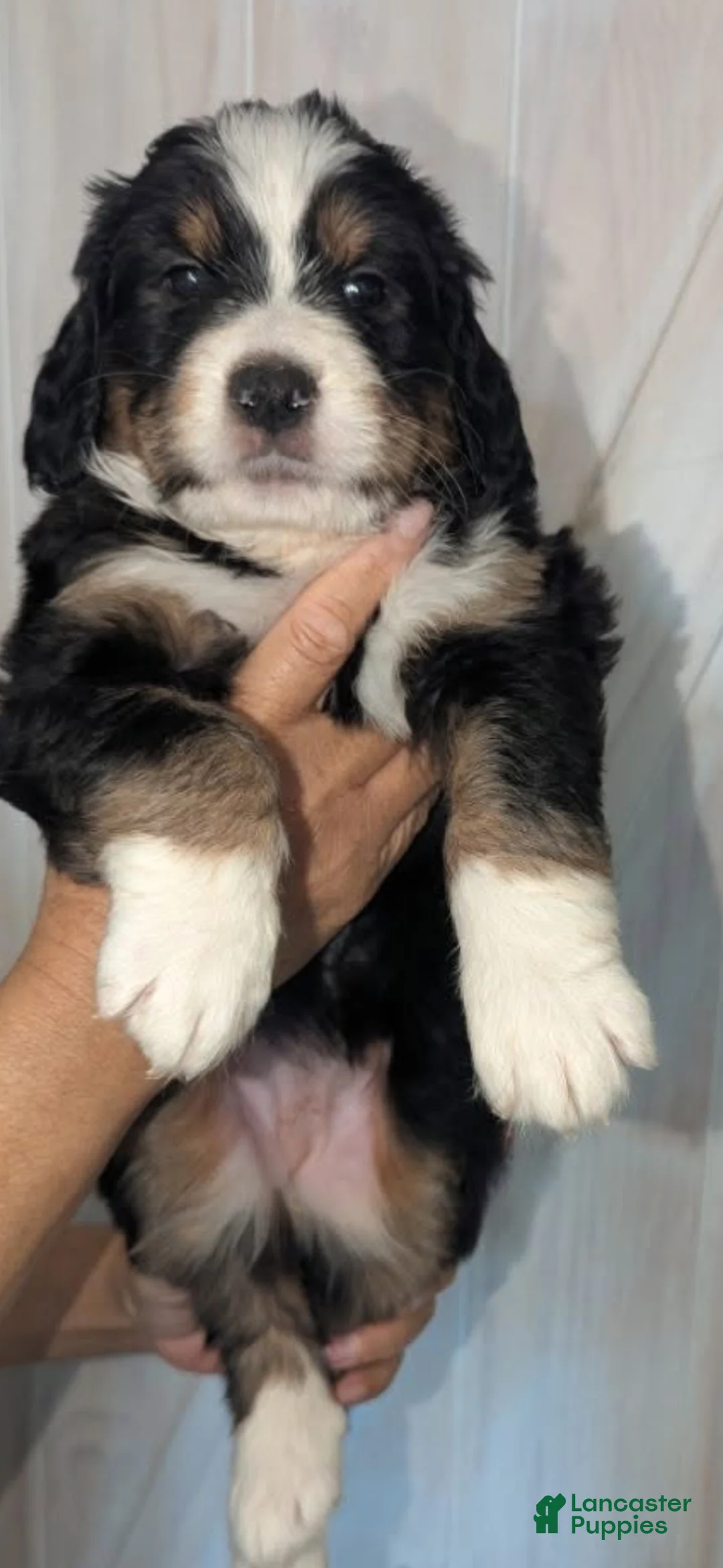 Mixed Breed dogs for sale: Liyah - Ad 2