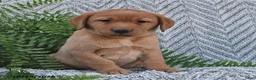 Labrador Retriever dogs for sale: Cherry  - Ad 4