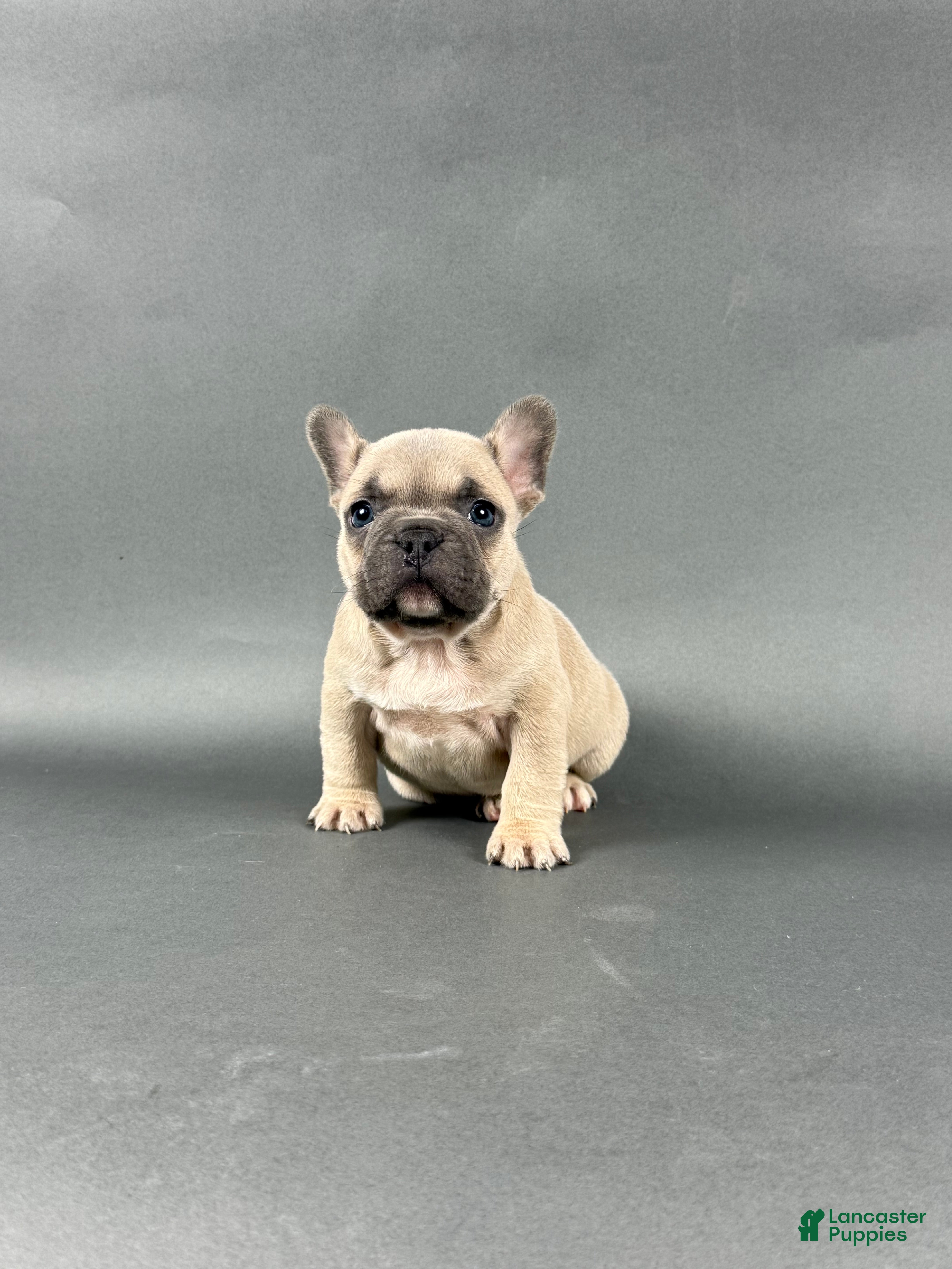 French Bulldog dogs Milo - Ad 33