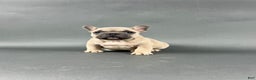 French Bulldog dogs for sale: Milo - Ad 1