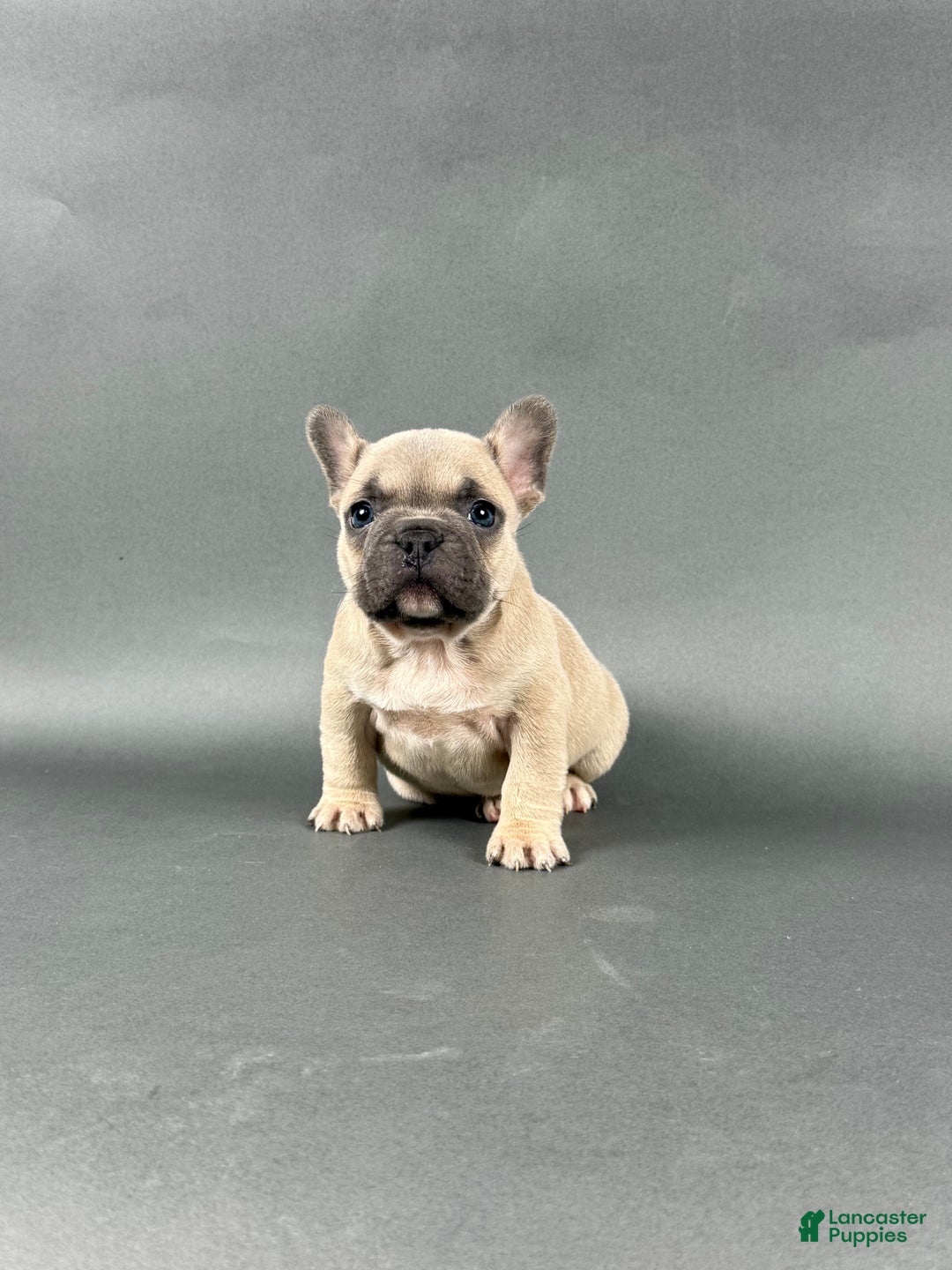 French Bulldog dogs for sale: Milo - Ad 1