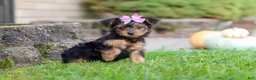 Yorkiepoo dogs for sale: Poppy - Ad 8
