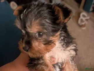 Yorkshire Terrier dogs Yorkshire Terrier Puppy 1 - Ad 26