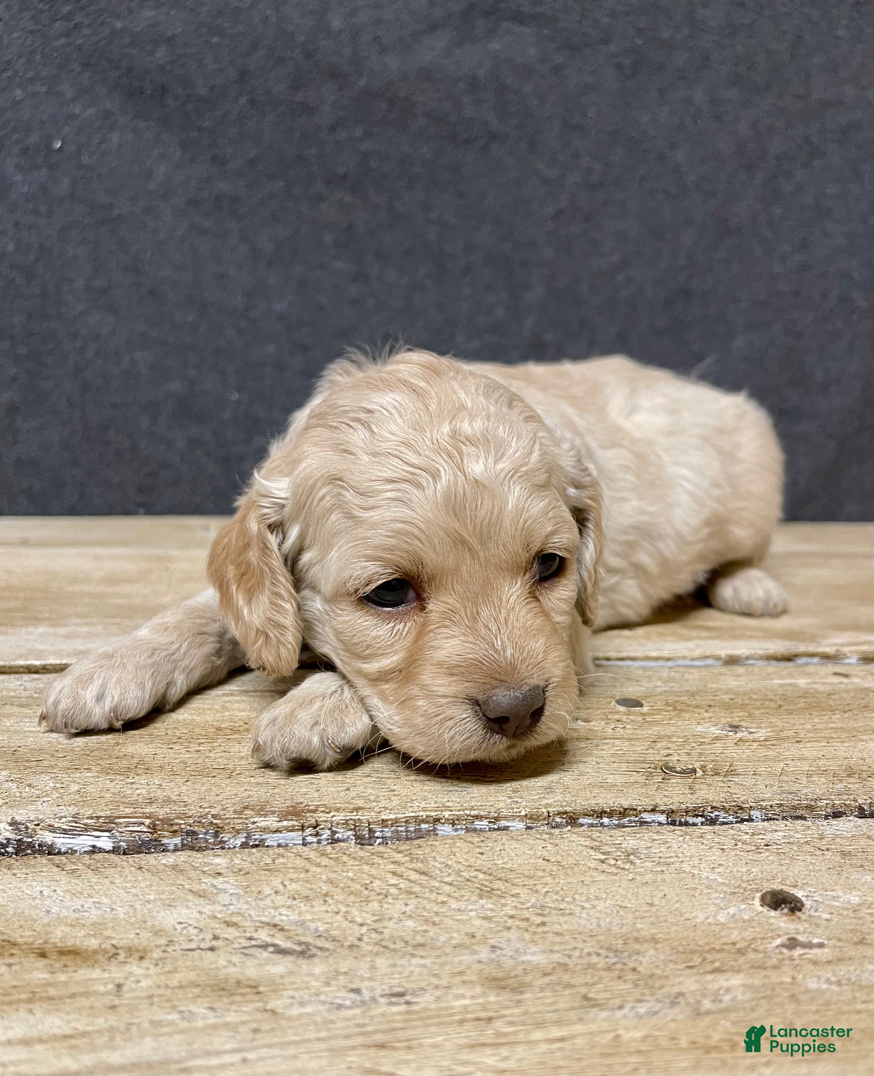 Cockapoo dogs Lily - Ad 2