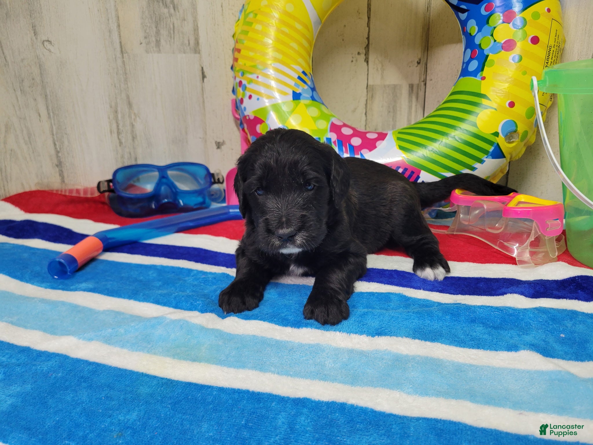 Goldendoodle dogs F1 BlackEyedPea - Ad 33