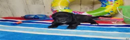 Goldendoodle dogs for sale: F1 BlackEyedPea - Ad 2