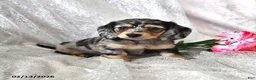 Miniature Dachshund dogs for sale: Patrick - Ad 2