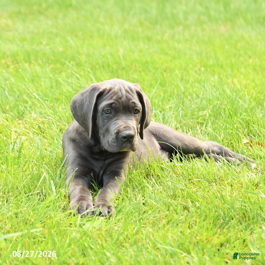 Cane Corso dogs Rodeo - Ad 2