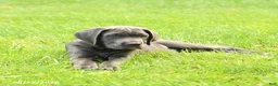 Cane Corso dogs for sale: Rodeo - Ad 2