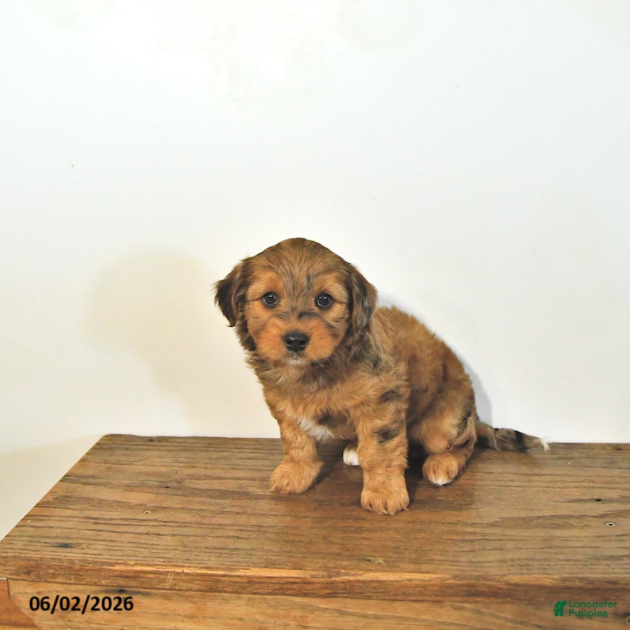 Mixed Breed dogs for sale: Skip  - Ad 4