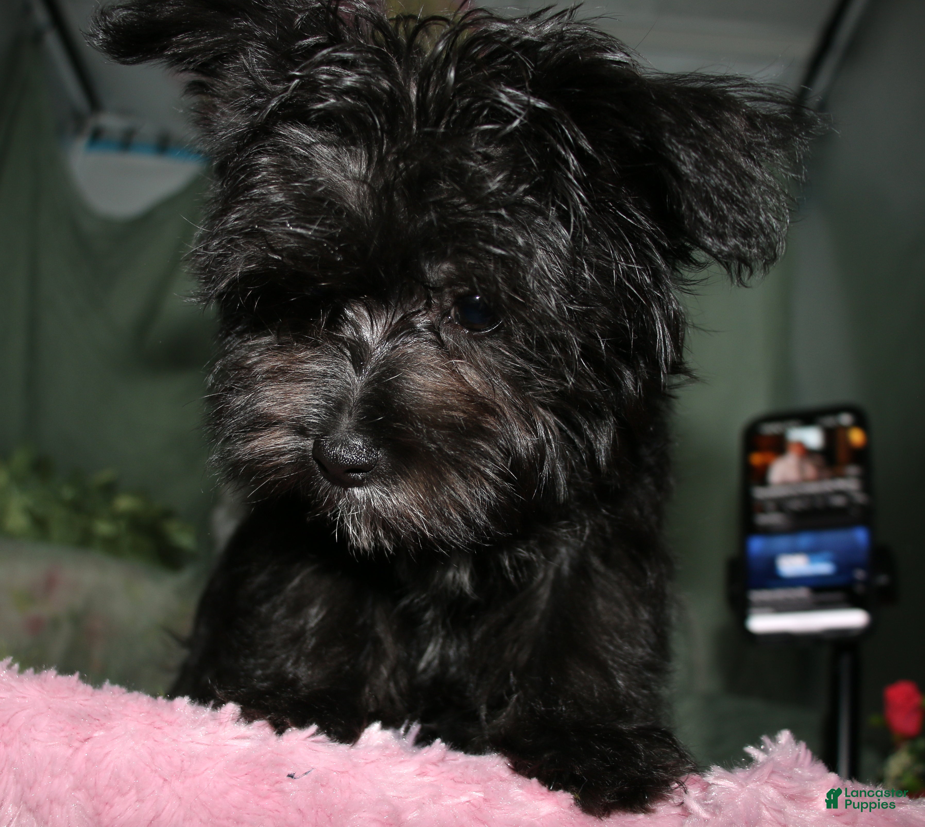 Morkie dogs Frank - Ad 1