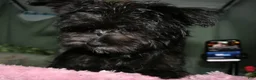 Morkie dogs for sale: Frank - Ad 1