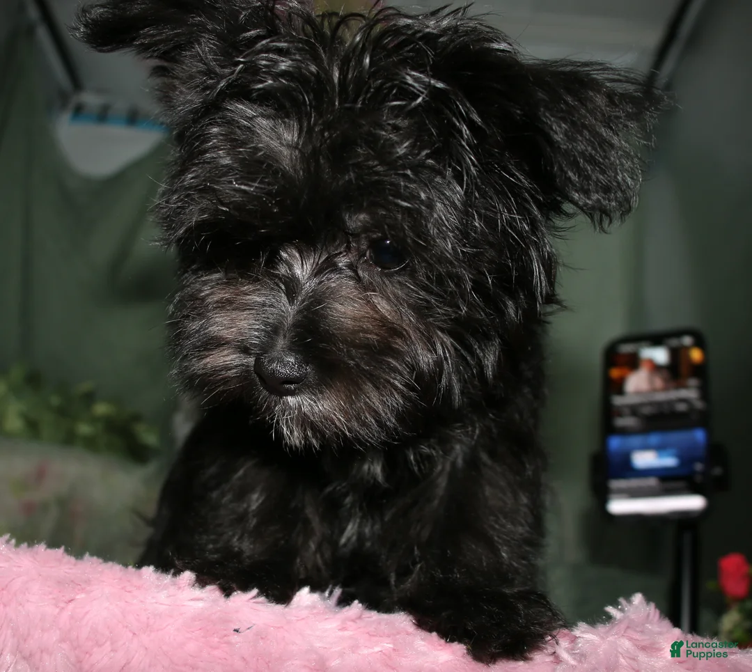 Morkie dogs for sale: Frank - Ad 1
