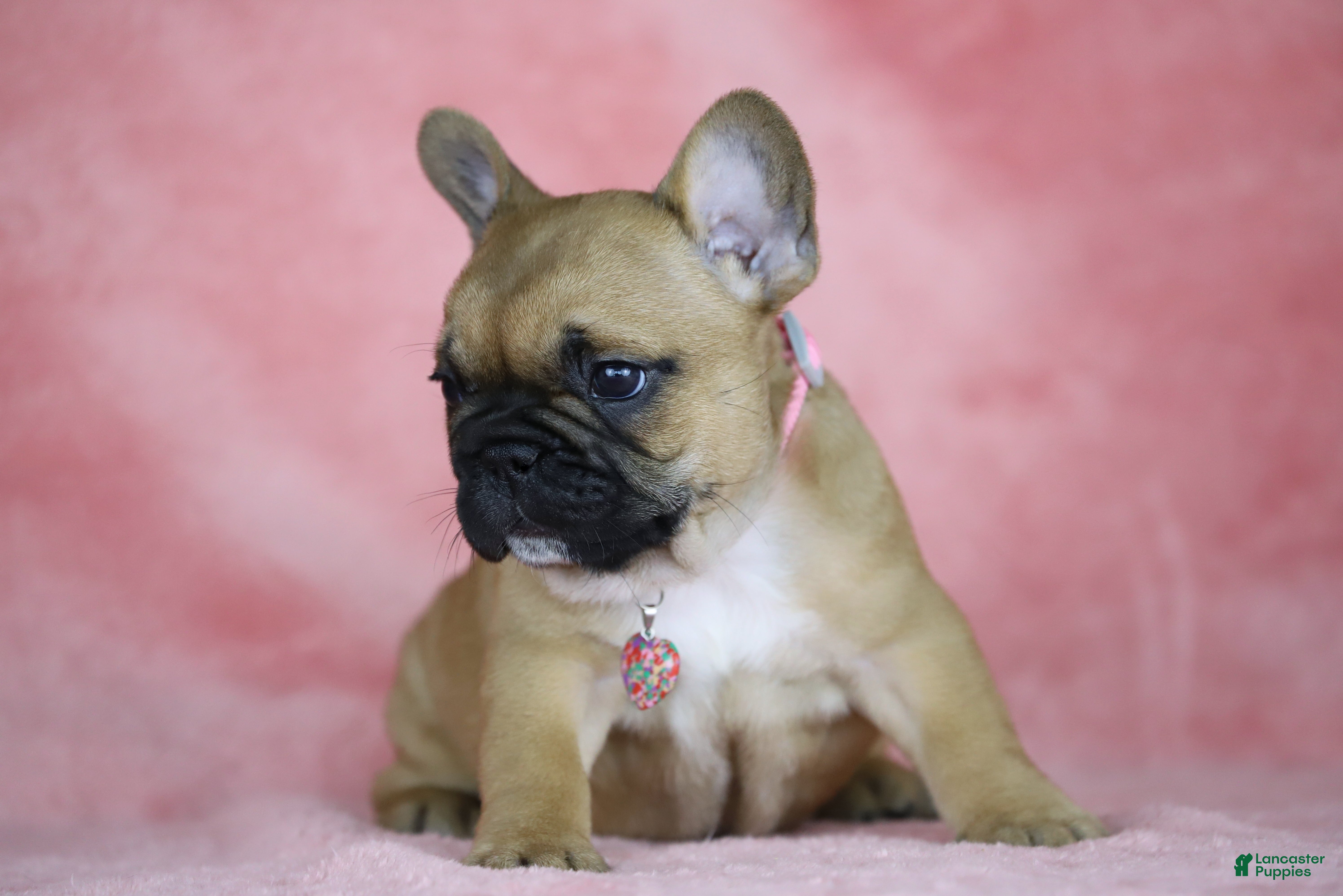 French Bulldog dogs Amber - Ad 2