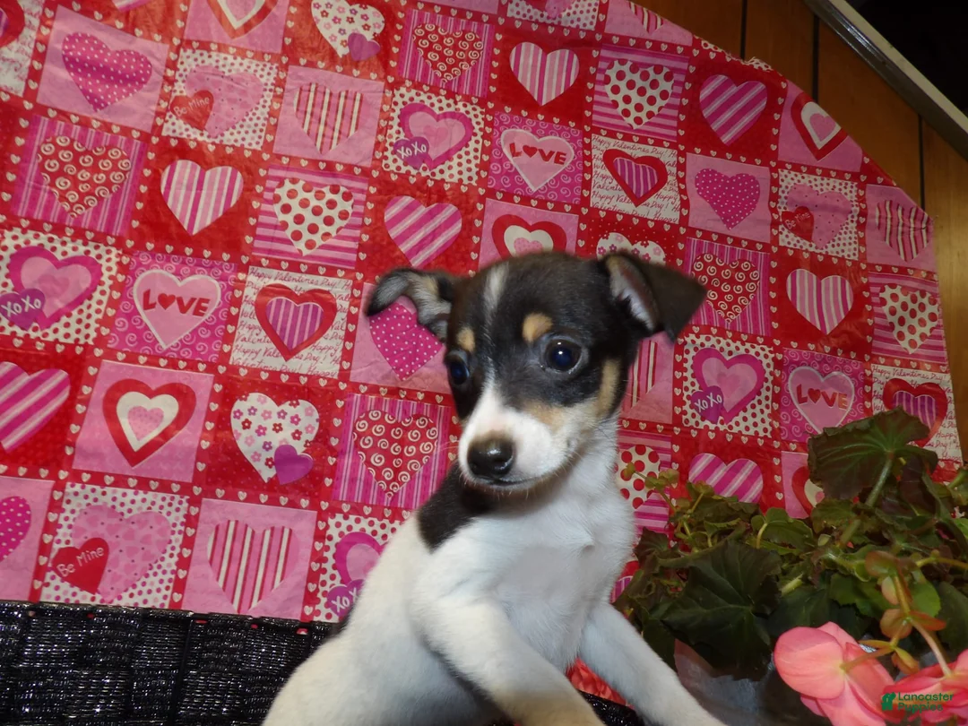 Gallery Image {{count}}