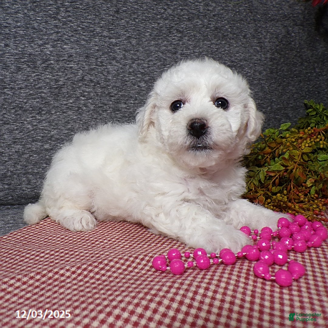 Bichon Frise dogs for sale: Angel - Ad 5