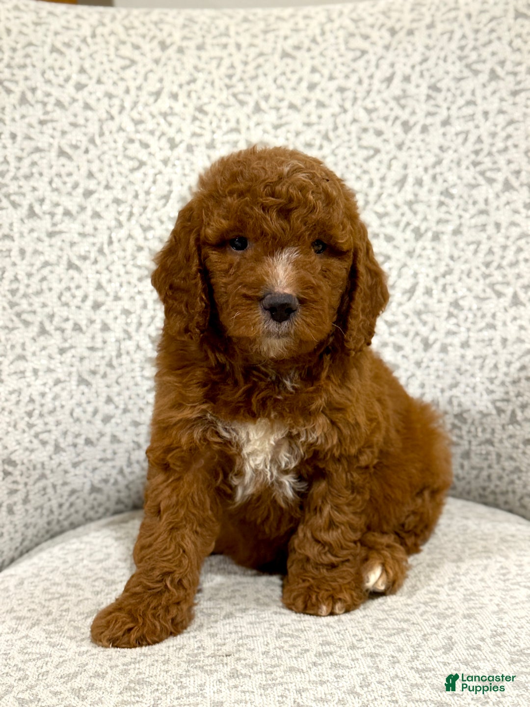 Goldendoodle dogs for sale: Peggy - Ad 9
