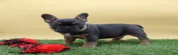 French Bulldog dogs for sale: Twinkle - Ad 3